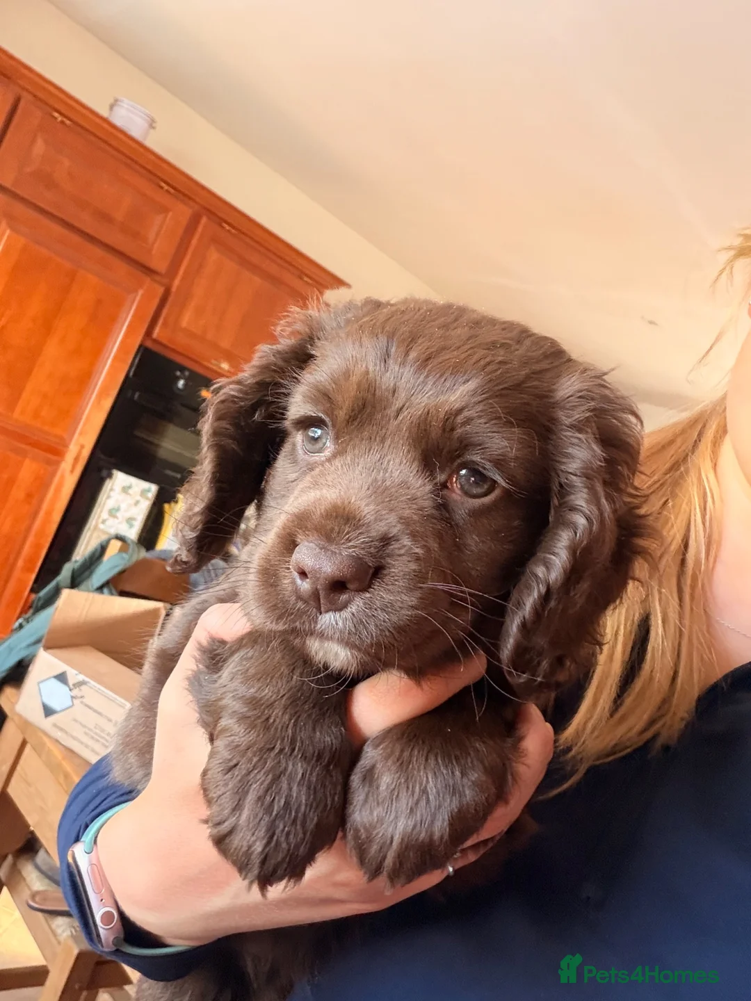 Cocker Spaniel dogs for sale: KC registered working cocker spaniel puppy - Advert 2