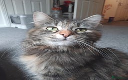 British Longhair cats for sale: Female BLH 2 years old  - Image 1