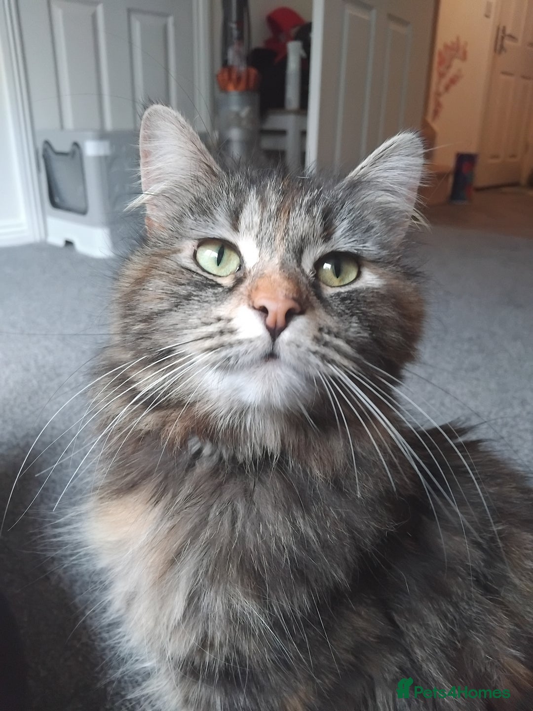 British Longhair cats for sale: Female BLH 2 years old  - Image 1
