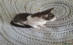 British Shorthair cats for sale: domestic kittens to sale - Image 9