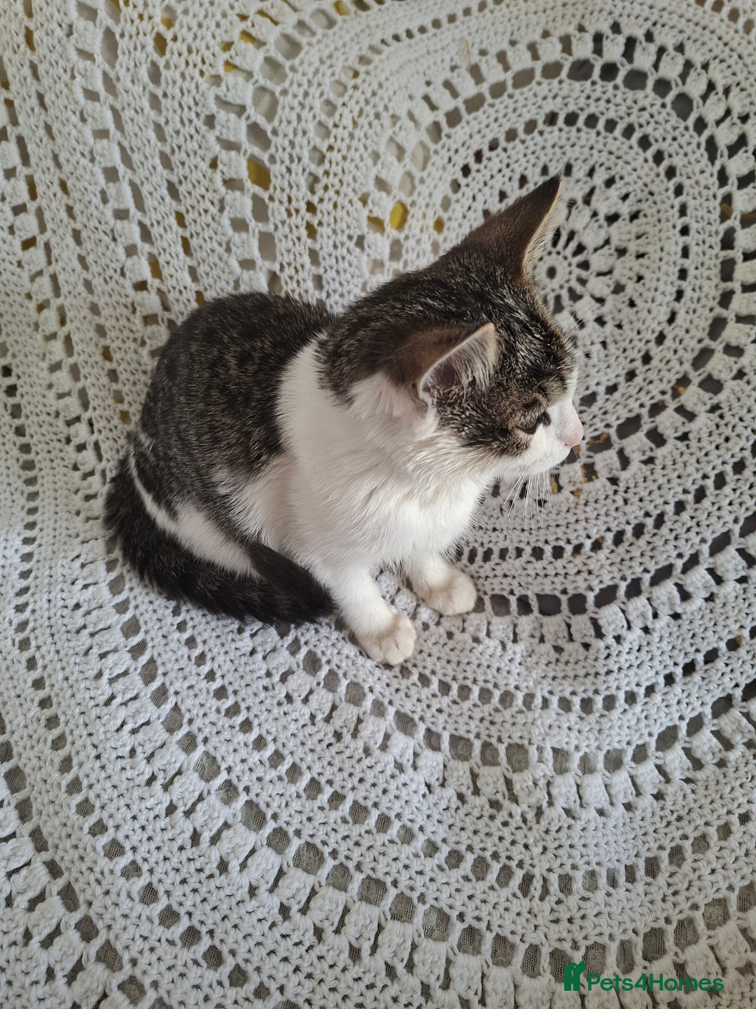 British Shorthair cats for sale: domestic kittens to sale - Image 9