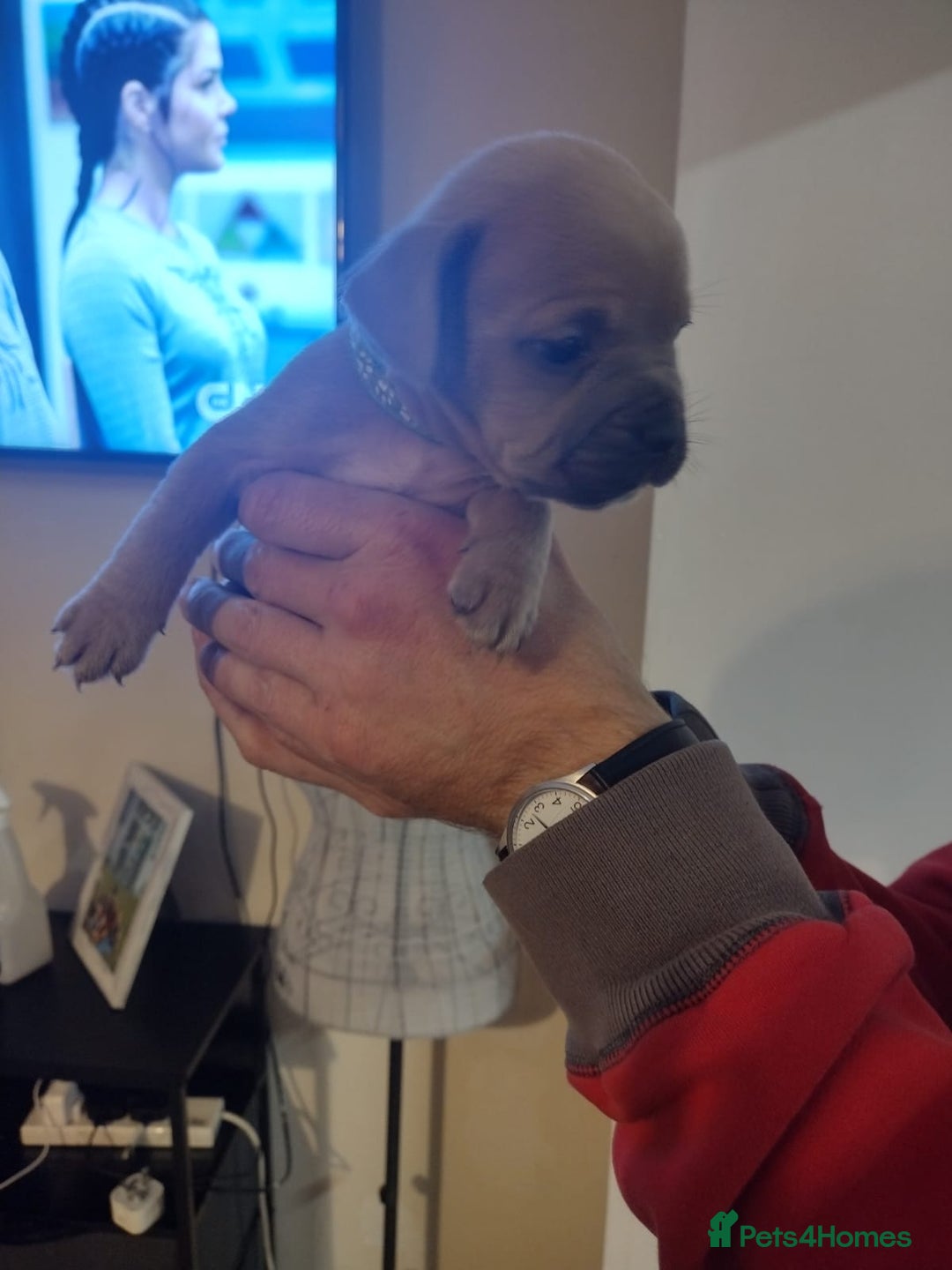 Mixed Breed dogs for sale: French x staffy cocker spaniel  - Image 6