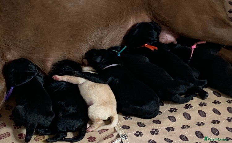Labrador Retriever dogs - Advert 4