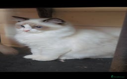 Ragdoll cats for sale: 3 full pedigree Ragdolls  - Image 4