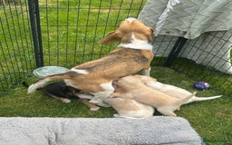 Mixed Breed dogs for sale: Beautiful Beagle X Cavapoo Puppies 🐾  - Image 21