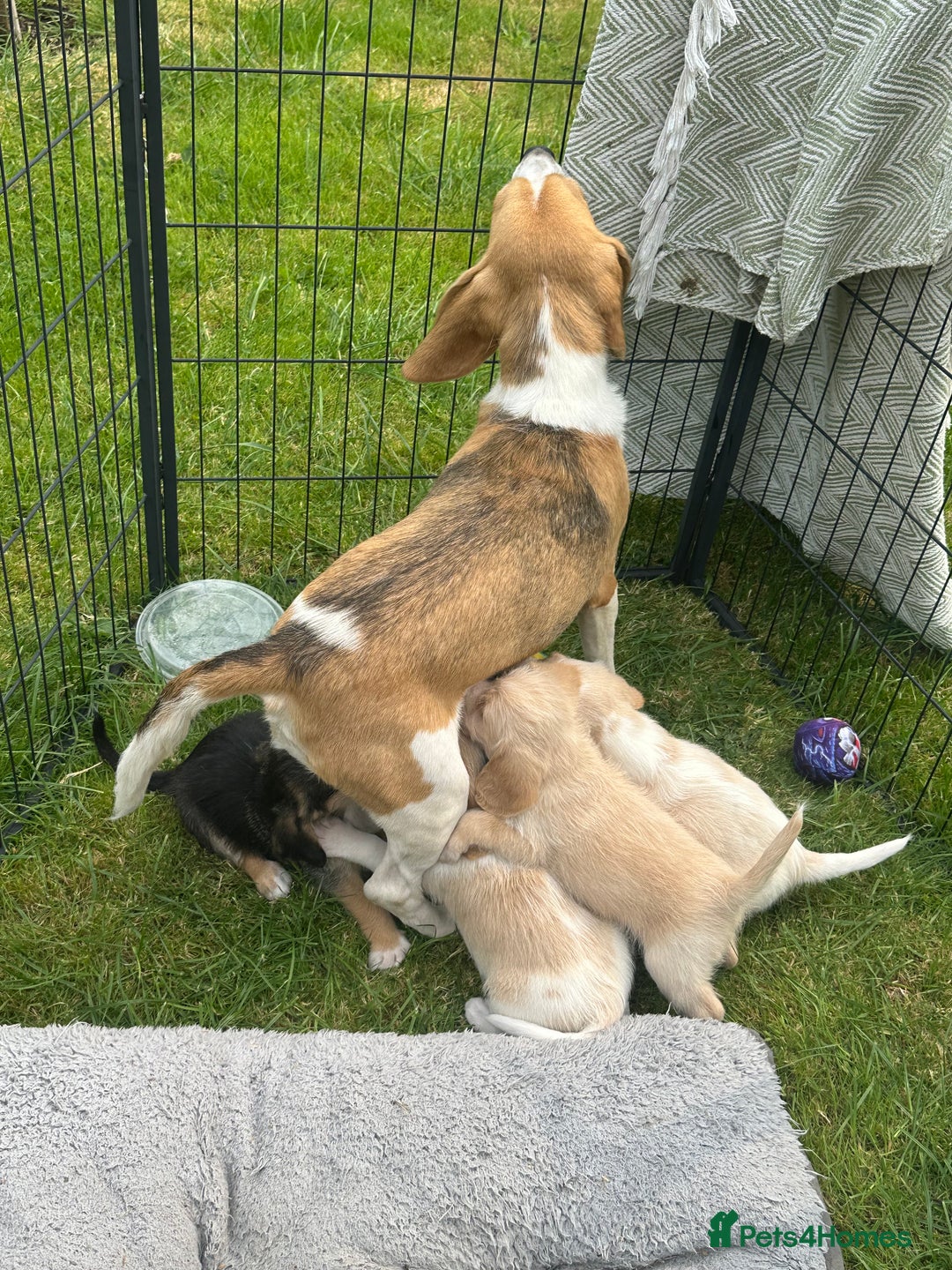 Mixed Breed dogs for sale: Beautiful Beagle X Cavapoo Puppies 🐾  - Image 21
