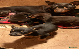 Australian Kelpie dogs for sale: Australian Kelpie puppies  - Image 19