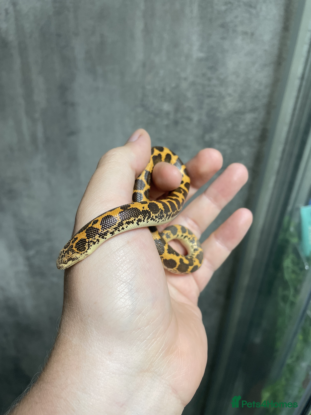 Snake reptiles for sale: Three Snakes + Madagascan Hissing Roaches - Image 5