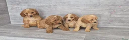 Cockapoo dogs for sale: Stunning red F1 cockapoo boys and girls READY NOW - Advert 13