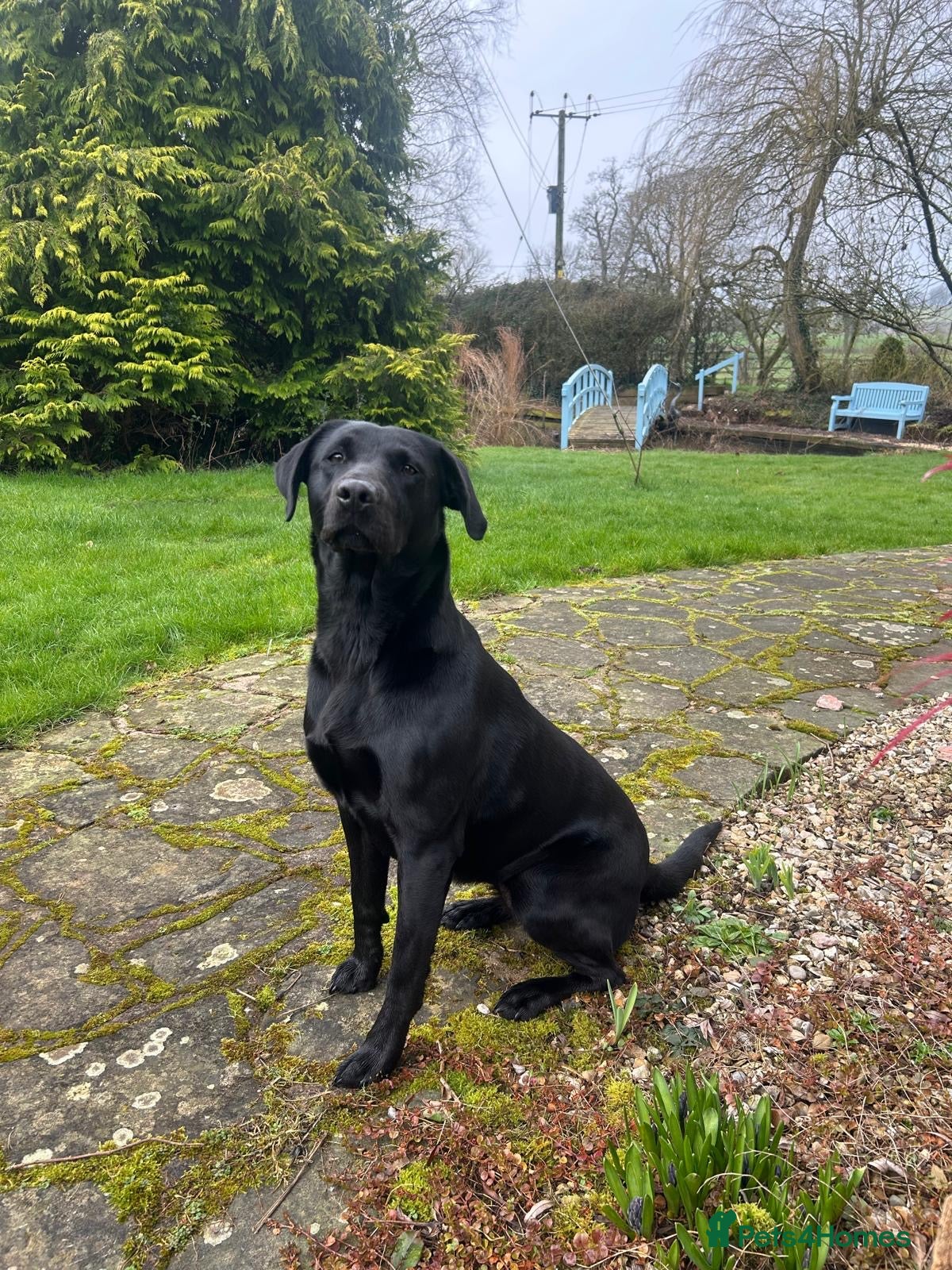 Labrador Retriever dogs FTCH Exceptional KC Registered Labrador Puppies 🐾 - Advert 1