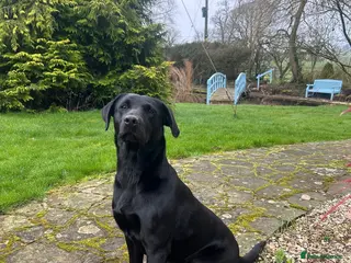 Labrador Retriever dogs FTCH Exceptional KC Registered Labrador Puppies 🐾 - Advert 1