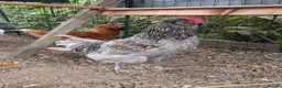 Chickens poultry for sale: Lovely young F2 Olive Egger cockerel (14 weeks) in Matlock - Advert 2