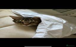 Domestic Shorthair cats for sale: Lovely male cat needing a new home - Image 4