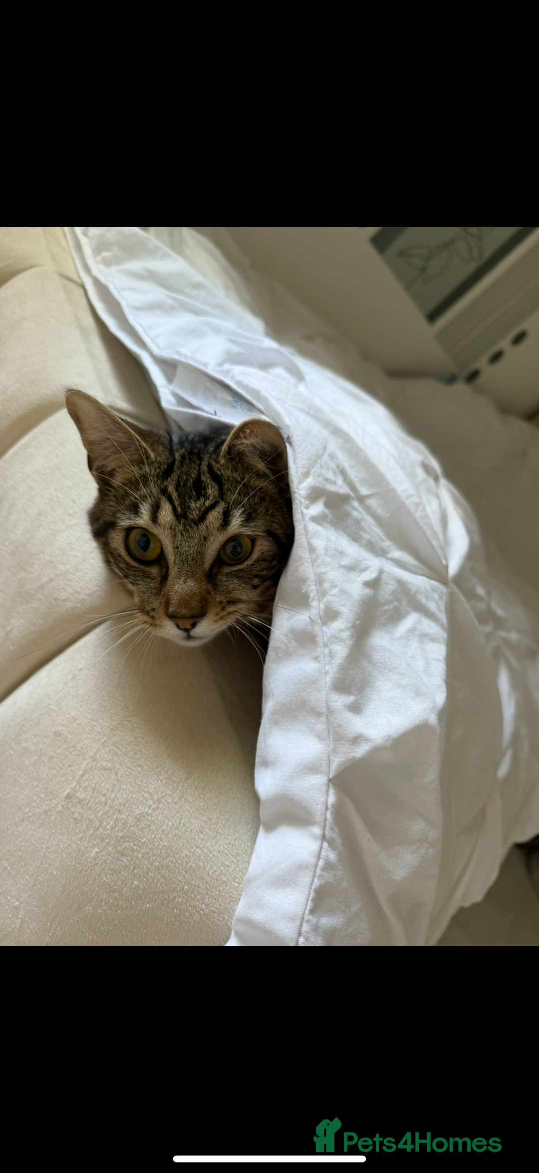 Domestic Shorthair cats for sale: Lovely male cat needing a new home - Image 4