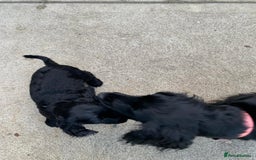 Cocker Spaniel dogs for sale: Last remaining male - Advert 1