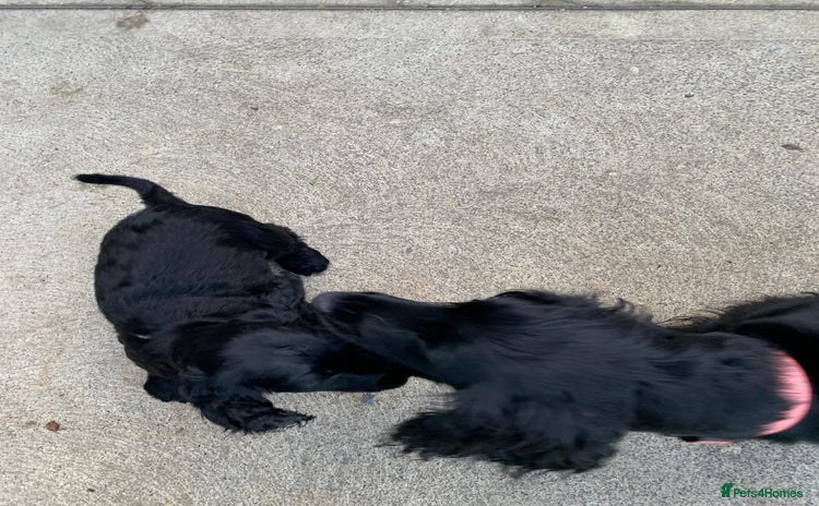 Cocker Spaniel dogs Last remaining male - Advert 1