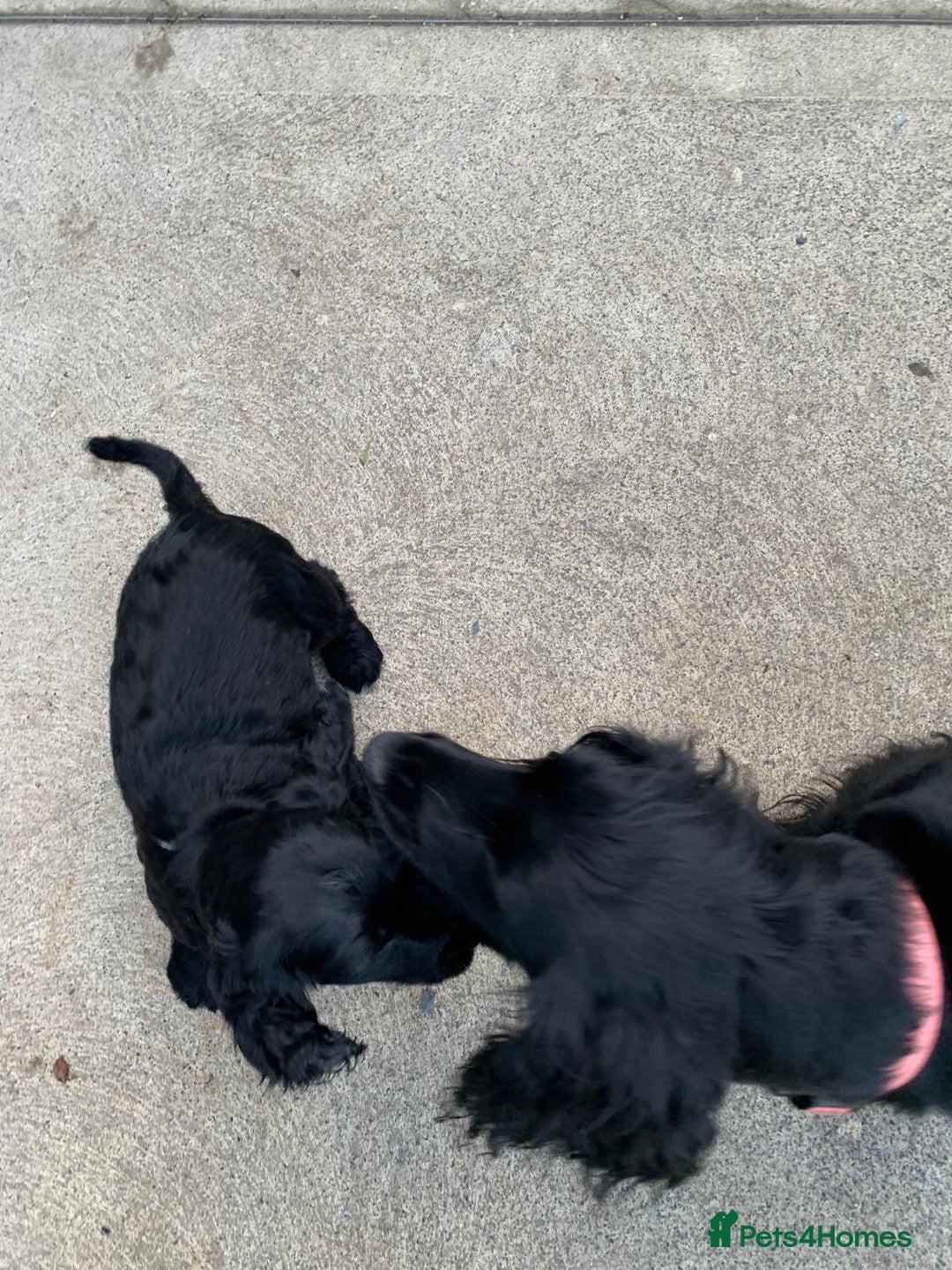 Cocker Spaniel dogs for sale: Last remaining male - Advert 1