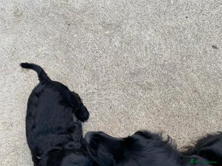 Cocker Spaniel dogs Last remaining male - Advert 7