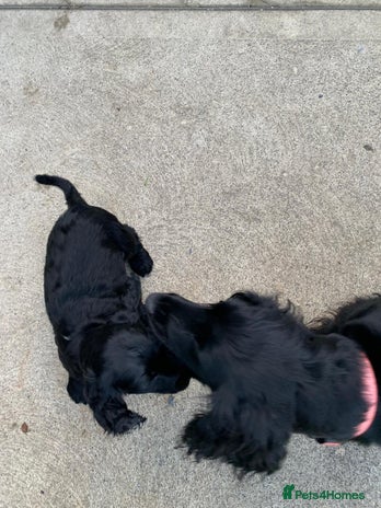 Cocker Spaniel dogs Last remaining male - Advert 1