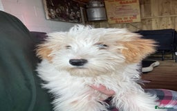 Cavapoo dogs for sale: F1b cavapoo one boy available - Image 2