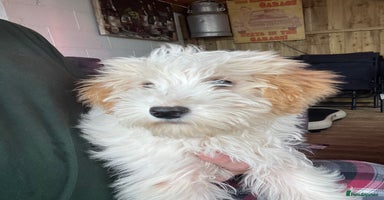 Cavapoo dogs - Advert 7