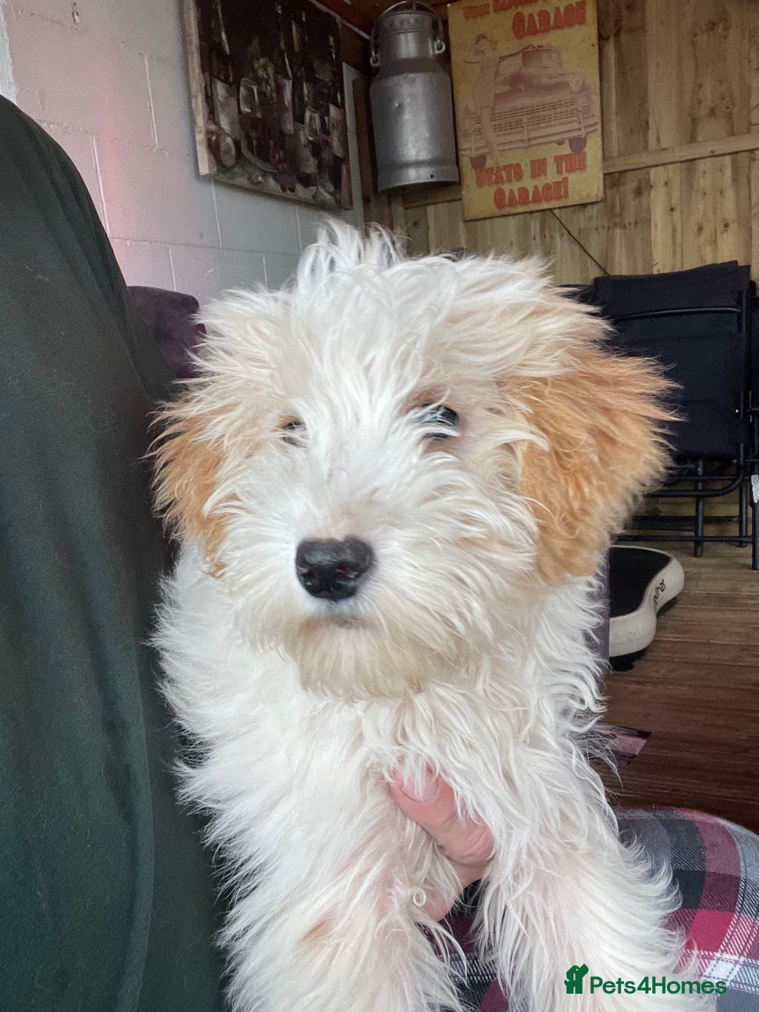 Cavapoo dogs for sale: F1b cavapoo one boy available - Image 2