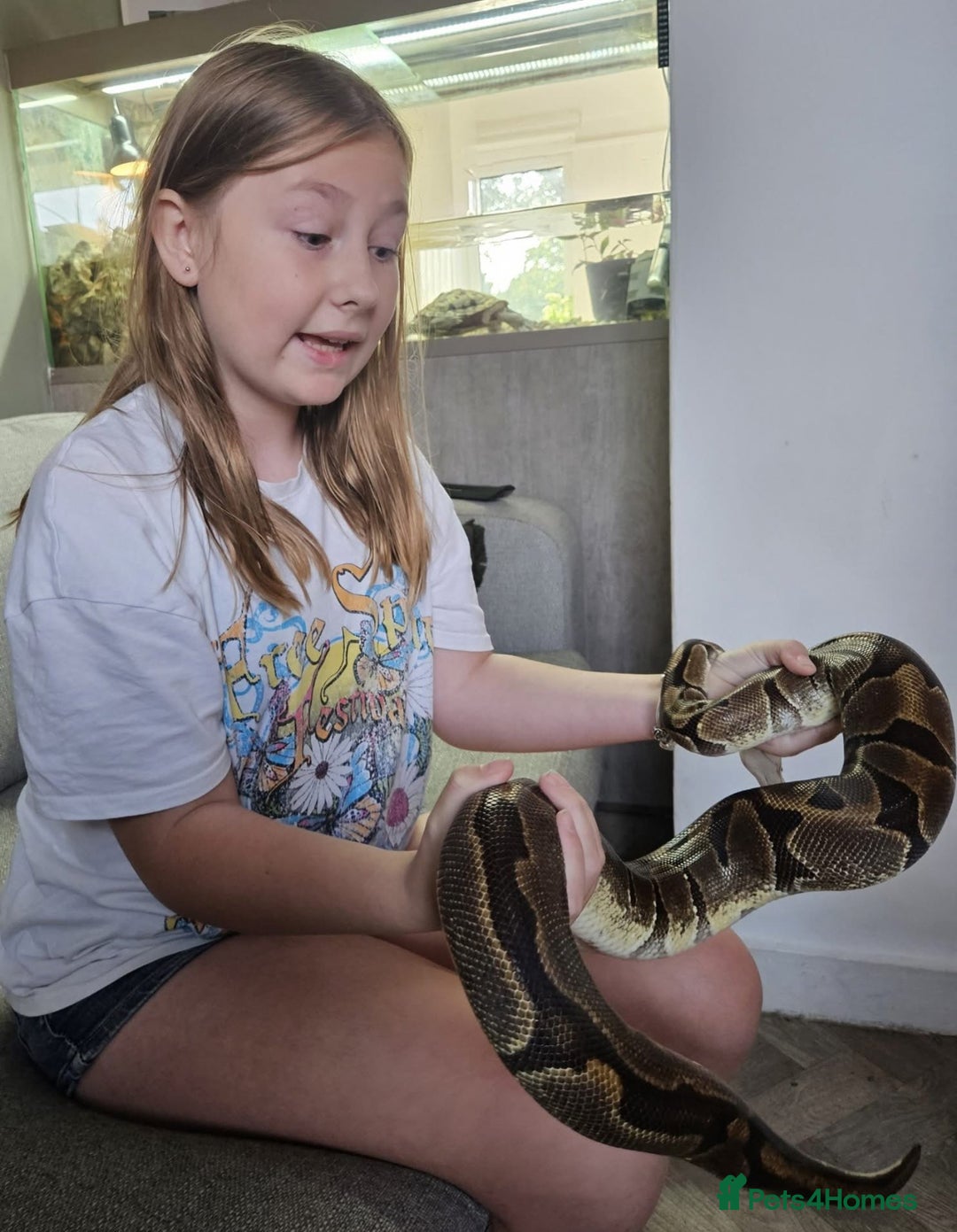 Snake reptiles for sale: 4ft tank and snake  - Advert 4