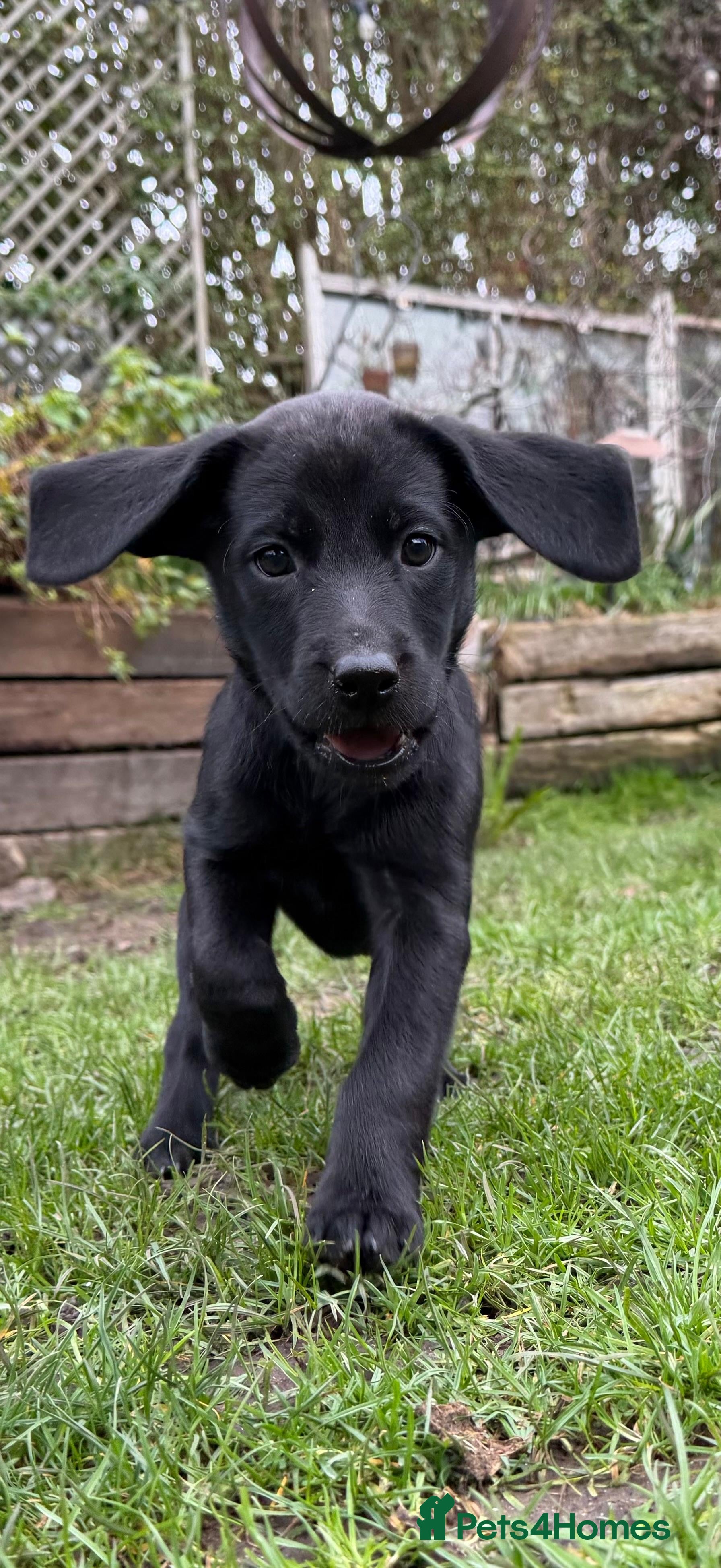 Labrador Retriever dogs Last 2 stunning kc reg black labradors - Advert 7