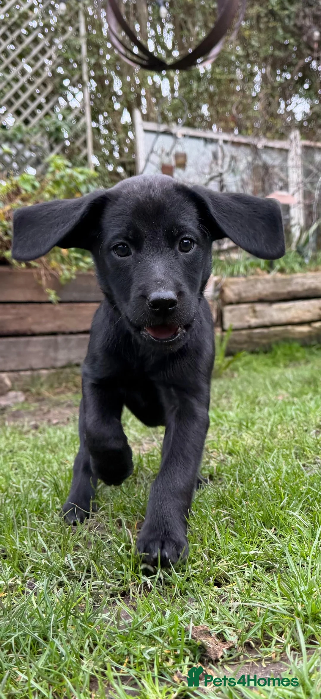 Labrador Retriever dogs for sale: Last 2 stunning kc reg black labradors - Advert 3