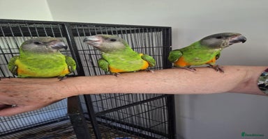Budgerigars birds - Advert 13