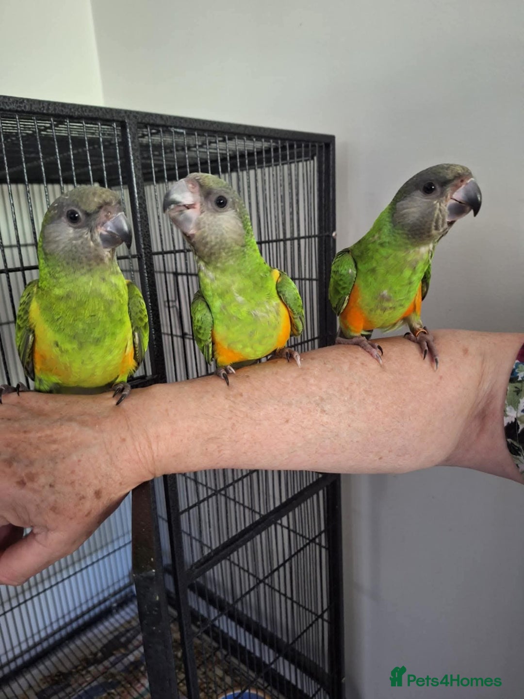 Budgerigars birds for sale: Handreared Senegal Parrot - Advert 2