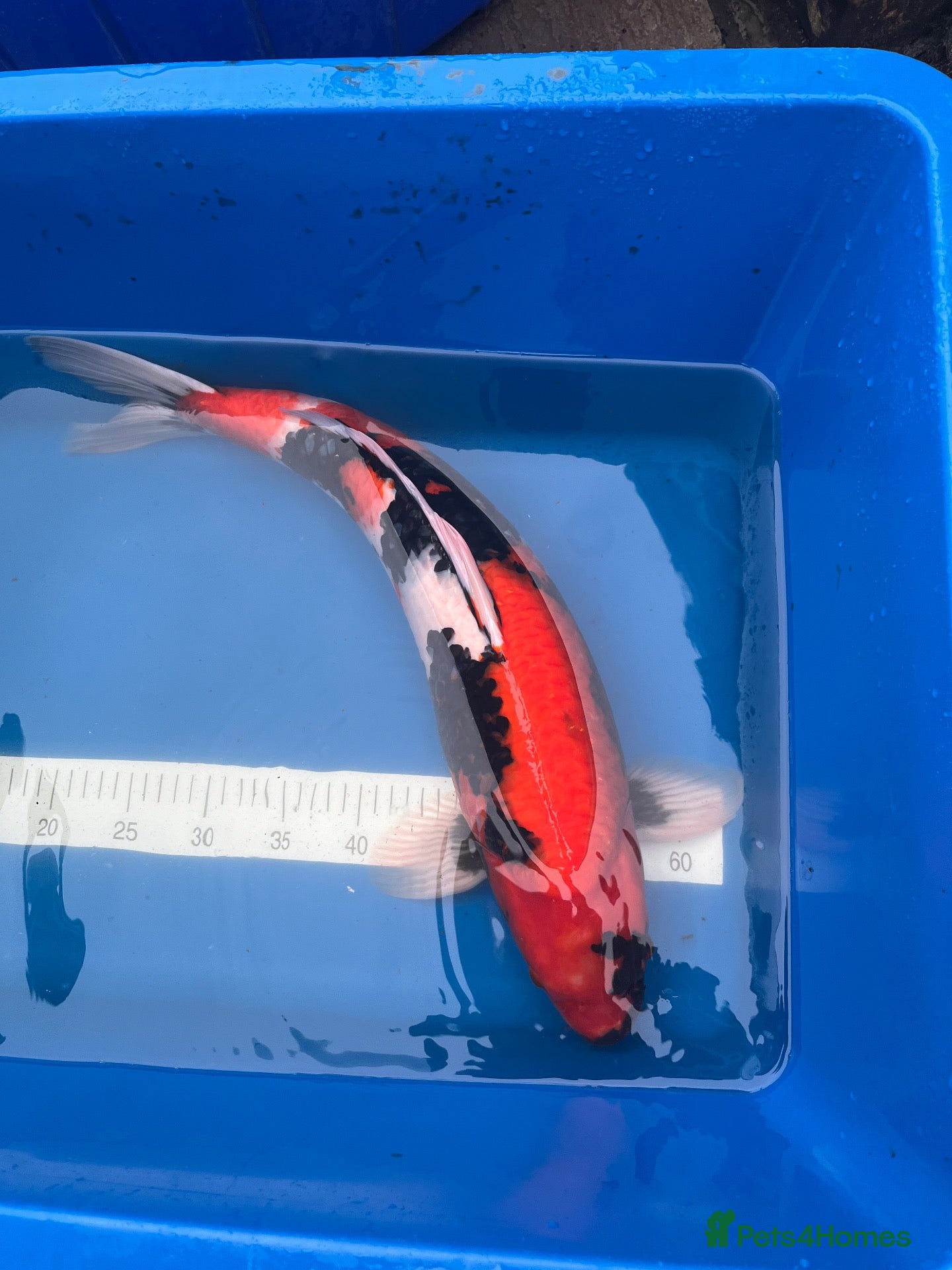 Koi Carp fish High quality Japanese koi for sale  - Advert 18
