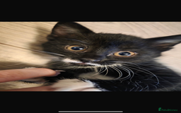 Mixed Breed cats for sale: Beautiful, friendly, playful kittens x - Image 1