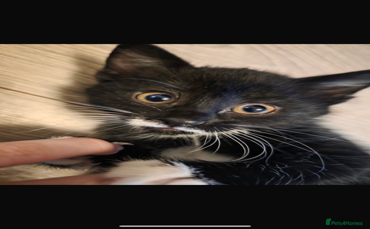 Mixed Breed cats for sale - Advert 1