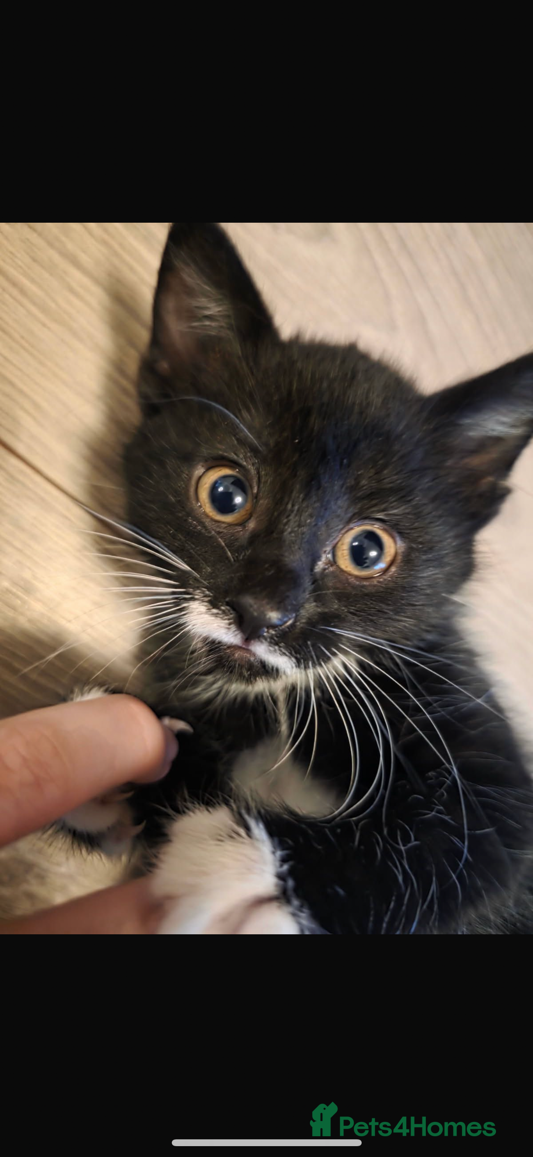 Mixed Breed cats for sale: Beautiful, friendly, playful kittens x - Image 1