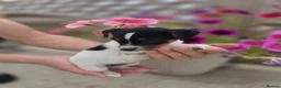 Jack Russell dogs for sale: Jack Russell pups in Maidstone - Advert 6