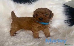 Miniature Poodle dogs for sale: Gorgeous Red Minature Poodles Puppies  - Image 7