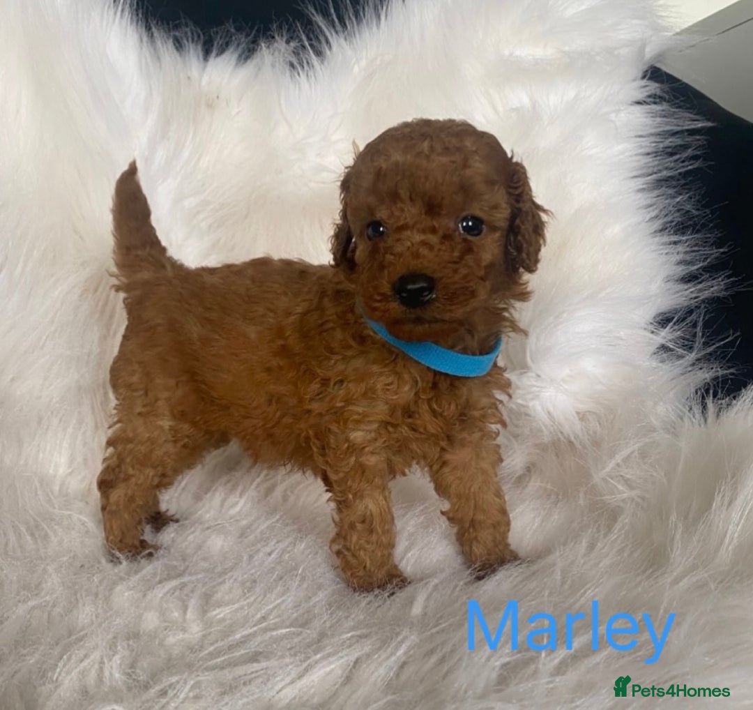 Miniature Poodle dogs for sale: Gorgeous Red Minature Poodles Puppies  - Image 7