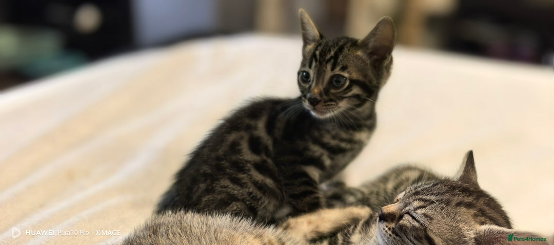 Bengal cats for sale: Silver Bengal kitten for sale  - Advert 32