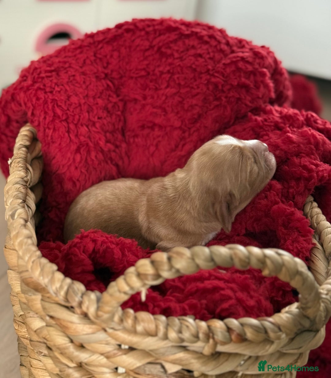 Cocker Spaniel dogs for sale: Show cocker spaniels  - Advert 4