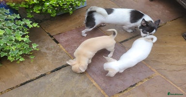 Chihuahua dogs - Advert 6