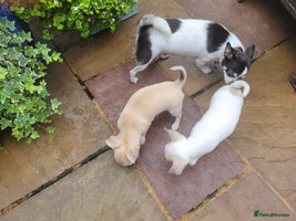 Chihuahua dogs - Advert 2
