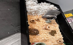 Mini Lop rabbits for sale: Ralph the mini lop - Image 3