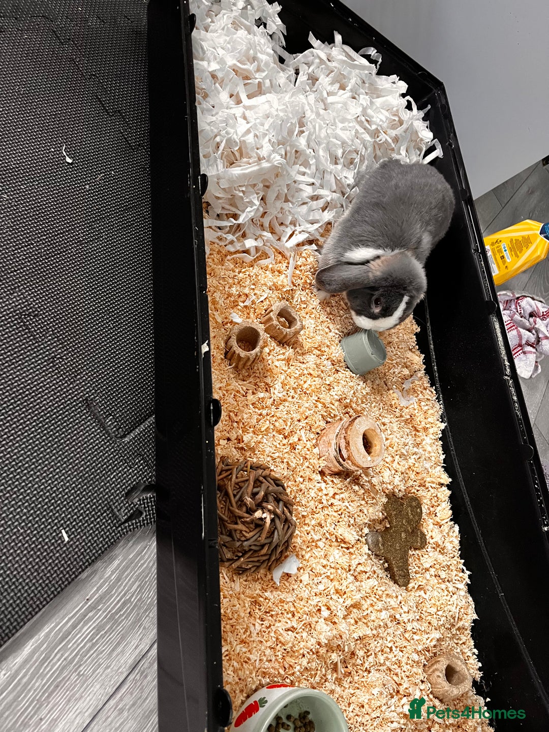 Mini Lop rabbits for sale: Ralph the mini lop - Image 3