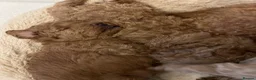 Toy Poodle dogs for sale: Gorgeous Toy Poodle Looking for Their Forever Home - Advert 18
