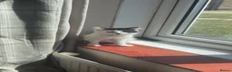 Mixed Breed cats for sale: Kittens looking for a loving family to join  - Advert 6