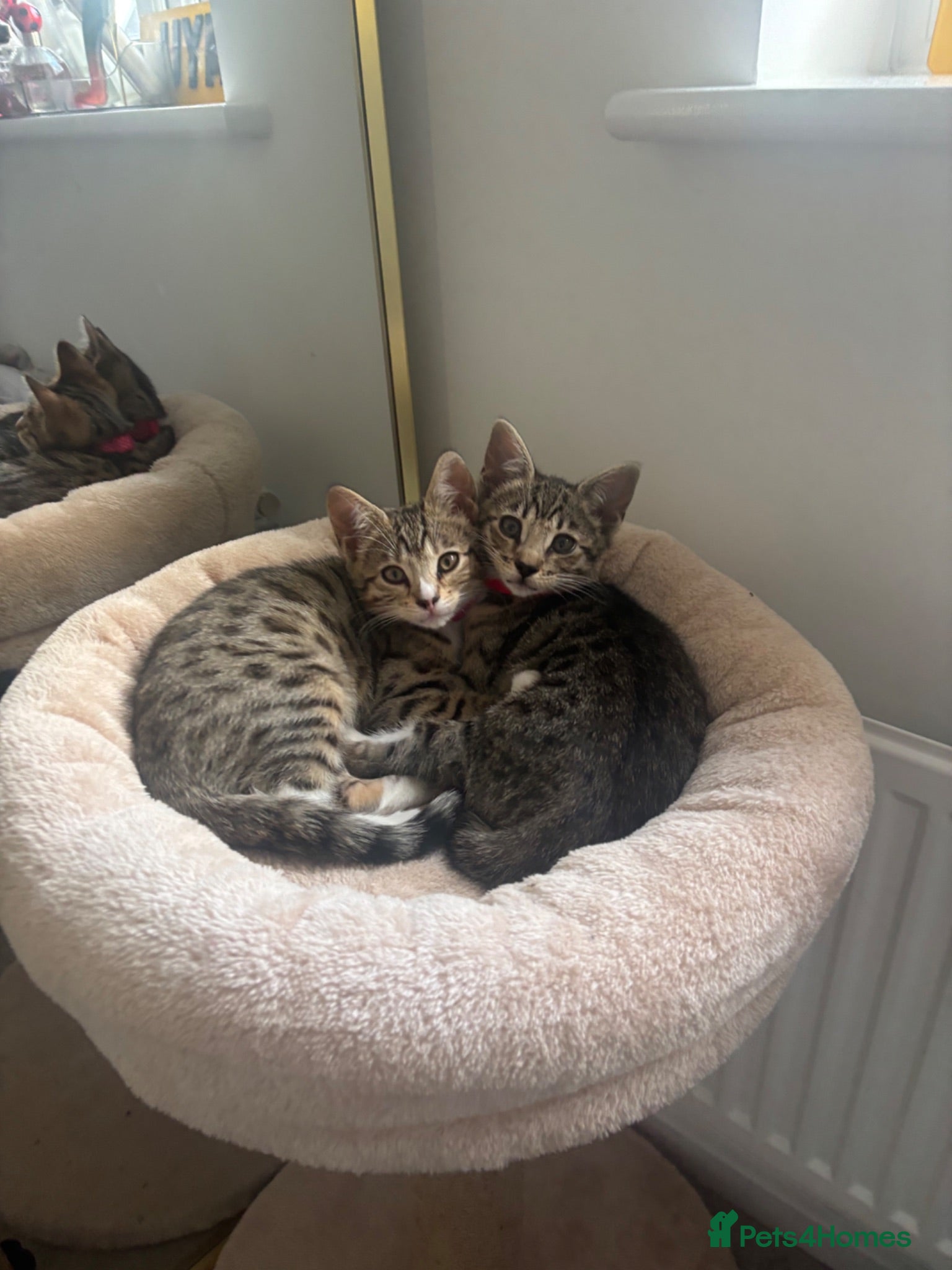 Mixed Breed cats 2 Half Bengal x Tabby kittens (Must go together.) - Advert 2