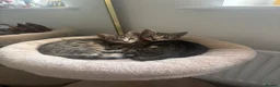 Mixed Breed cats for sale: 2 Half Bengal x Tabby kittens (Must go together.) - Advert 1