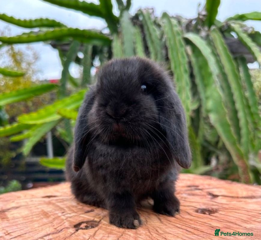 French Lop rabbits Lucky black French lop bunnies  - Advert 1