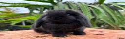 French Lop rabbits for sale: Lucky black French lop bunnies  - Advert 1